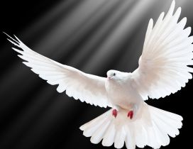A beautiful white dove on the dark background
