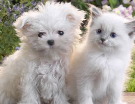 A white cat beside a white puppy