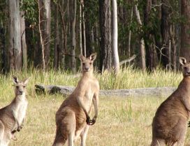Three kangaroos in the field near the forest