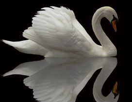 A beautiful swan in the mirror on black background