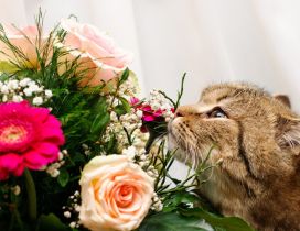 A cute gray cat smells the flowers