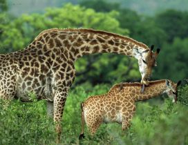 Giraffe mother cares for her baby