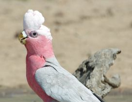 White and pink galah parrot on the sand