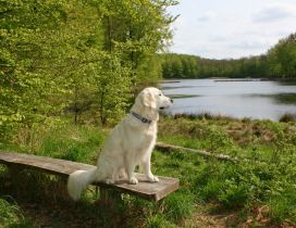 White dog sits on a bench near the river
