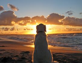 A old dog sits on the beach in the sunset