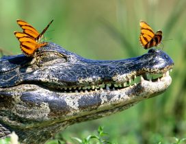 Three yellow butterflies on a crocodile head