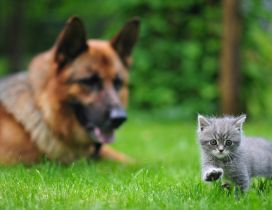 A german shepherd dog seeks gray kitten in the garden