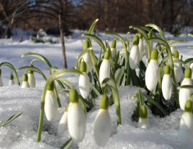 Bloomed snowdrops in the snow