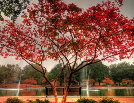 A tree with red leaves beside the water fountain