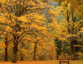 Autumn in the park, trees with yellowed leaves