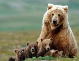 Brown bear mother with her cubs