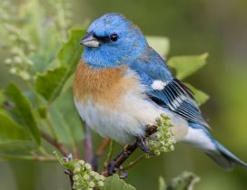 A beautiful blue bird on the branch