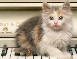 A scared cat on the piano keys