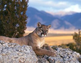 A mountain lion looks from the rocks