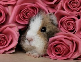 A guinea pig hide between pink roses
