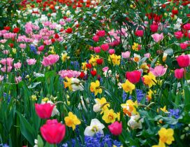 A field with pink tulips and white and yellow daffodils