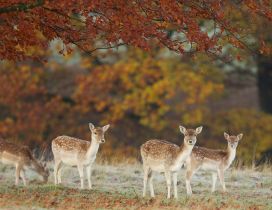 Four deers in the dry forest - Autumn day