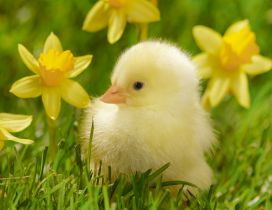 Yellow chicken between yellow daffodils in the grass