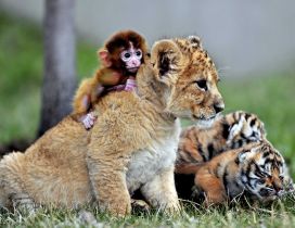 Leopard cub with a monkey on back