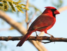 A beautiful red bird on a branch - Bird Conservation
