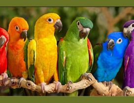 Six parrots in different colors on the branch