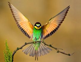 A green bird with open wings