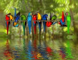 Many colored birds over the water - Reflections colors