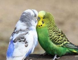 Kiss between birds - Love moment