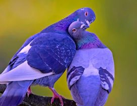 Two pigeons on a branch - Love between pigeons