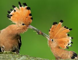 Beautiful birds with crest eats insects