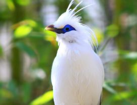 A white bird with blue around the eyes