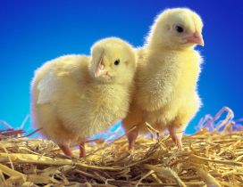 Two sweet yellow chicken on the dry grass