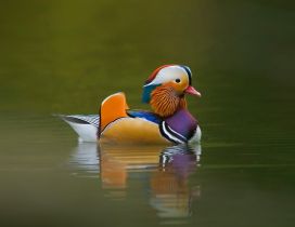 An awesome colored duck on the lake