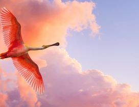 A red bird flying on the sky with red clouds