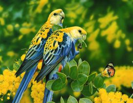 Two blue and yellow birds and a butterfly on the leaves