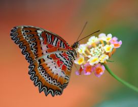 Splendid colored and striped butterfly on a flower