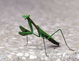Green praying mantis on the sidewalk