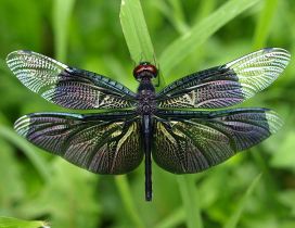 Splendid colored dragonfly insect