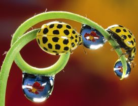 Yellow ladybugs with many black dots - Artistic image