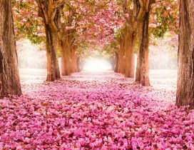 Blooming trees and many pink flowers