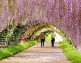 A beautiful tunnel of spring flowers