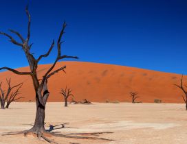 Dry trees in the sand of desert - Blue sky