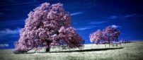 Blooming trees with pink flowers on the field