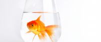 Gold fish in a glass with water