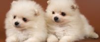 Two sweet white Pomeranian puppies