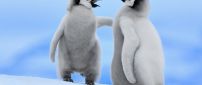 Two cute baby penguins talking