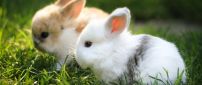 Cute white and brown bunnies in the green grass
