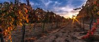 Autumn sunset in a vineyard