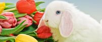 White rabbit near the bouquet of tulips
