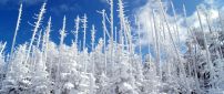 Frozen pine forest